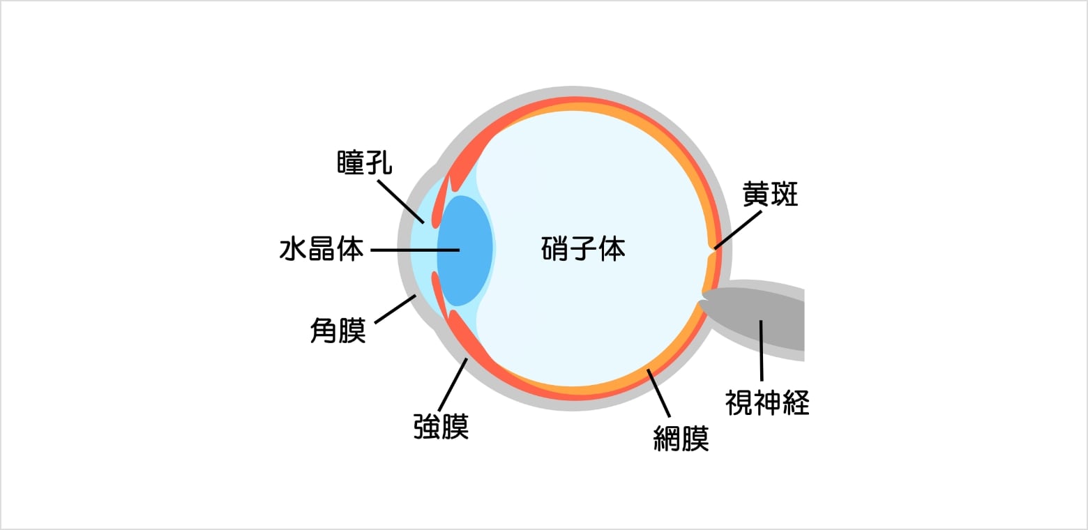 目のしくみ